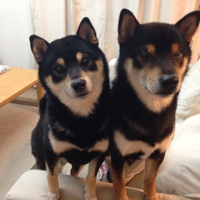 活塞最后时刻击败鹈鹕,文班亚马成为关键先生