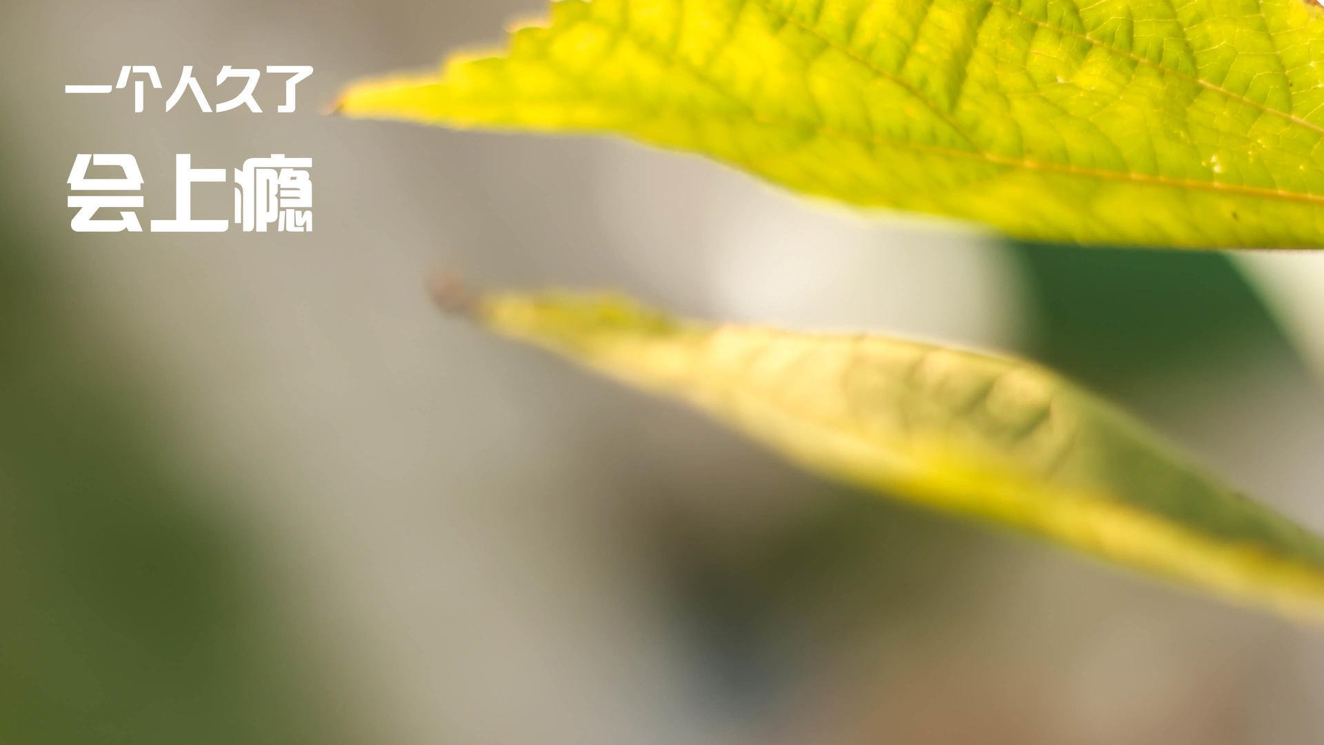 当哈利伯顿在麦迪逊撒下魔法,掘金掀翻尼克斯背后的唯一性证明