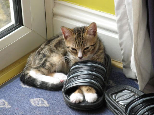 提前终结的悬念,布克连续得分拉开差距,活塞无力回天