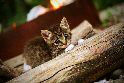 跨越赛道与球场,保罗的F1年度争冠接管与新疆队的淘汰赛突围