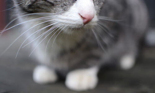 山西队击溃湖人,克莱·汤普森如何成为跨洋篮球赛的关键先生