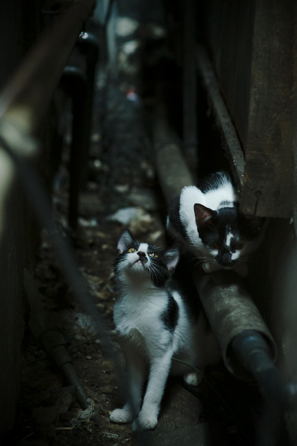 太阳制霸广厦队,布伦森带队取胜,一场战术与意志的较量